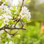 Klausner * التنماركت ام بوناغ